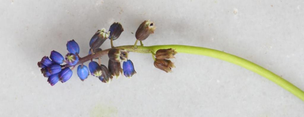 Βολβοί (Muscari comosum) Γνωστοί και ως βολβοί. Από τα πιο γνωστά από αρχαιότητα ακόμη βότανα.