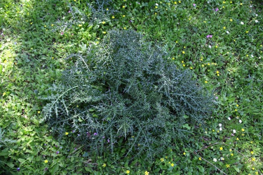 Σκολύμπρι, ασκόλυμπρος (Scolymus hispanicus L) Ο ασκόλυμπρος είναι ένα διετές ή πολυετές φυτό, που φθάνει το ύψος του 1 μέτρου και είναι πολύ αγκαθωτό. Ανθίζει από το Μάιο μέχρι τον Ιούλιο.