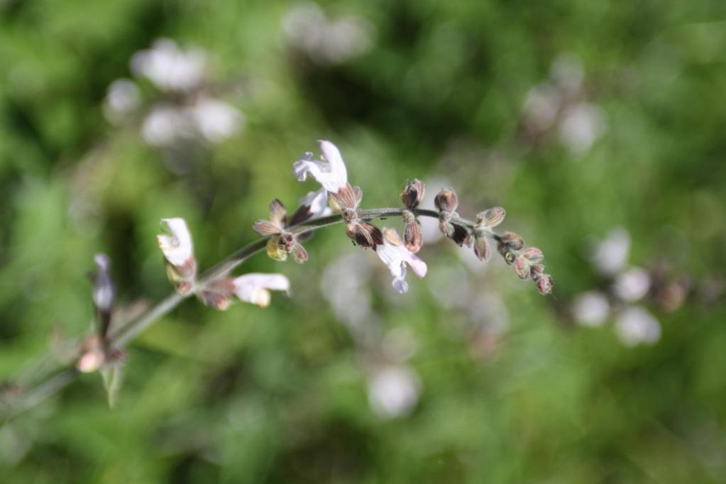 Φασκόμηλο, Salvia officinalis Το φασκόμηλο ανήκει στο γένος των