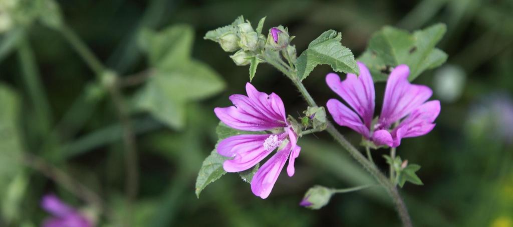 Malva sylvestris, Μολόχα Αναπτύσσεται από την παράκτια ζώνη μέχρι αρκετά μεγάλο υψόμετρο. Η μολόχα ήταν γνωστή ως φαρμακευτικό φυτό από το 700 π.χ. Χρησιμοποιείται σαν βασικό συστατικό σε διάφορες κρέμες και σαπούνια Τα φύλλα και τα λουλούδια τρώγονται ωμά ή μαγειρεμένα.