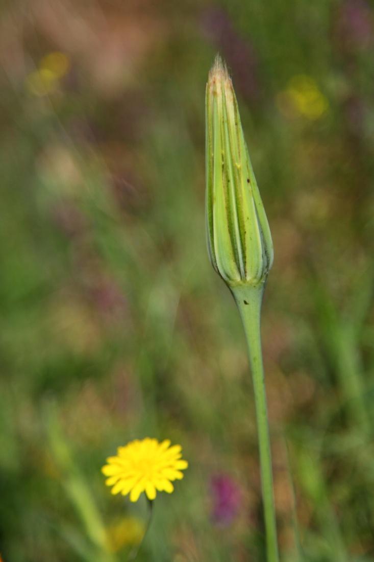 Λαγόχορτο, Tragopogon porrifolius Το φυτό φτάνει σε ύψος μεταξύ 30-120 εκατοστών.