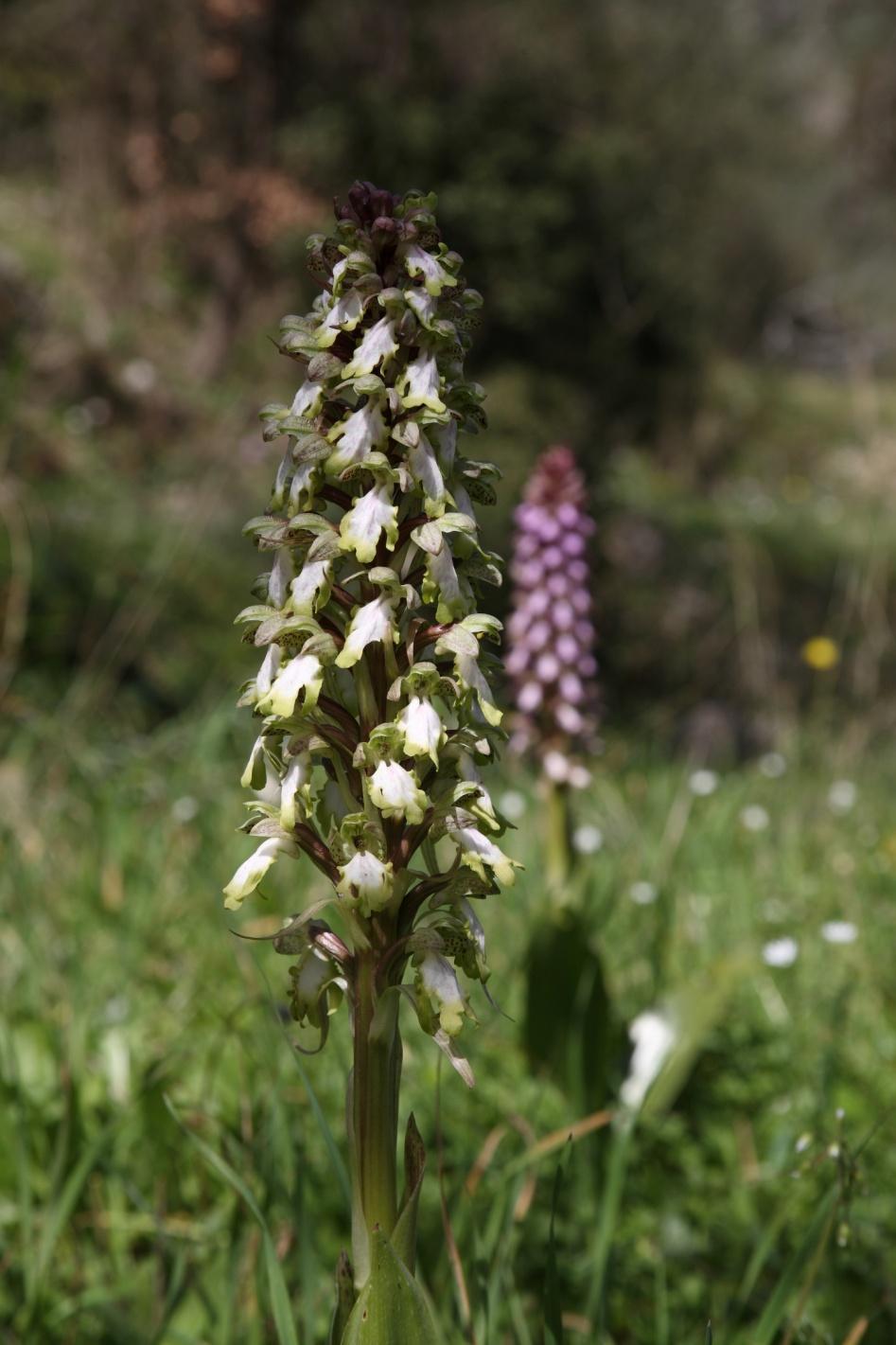 Γιγαντορχιδέα - Himantoglossum robertianum - Barlia robertiana Είναι η μεγαλύτερη ορχιδέα κι αυτή που ανθίζει από τις πρώτες. Η Barlia robertiana φτάνει και ξεπερνάει το μισό μέτρο.