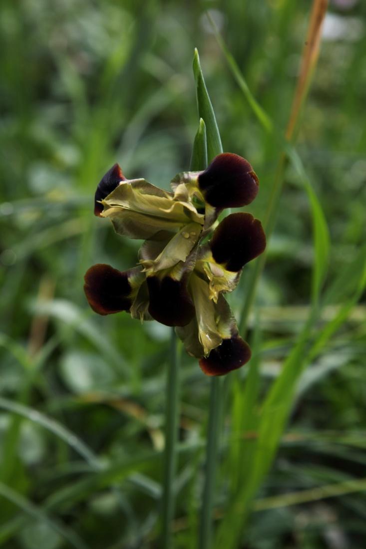 Hermodactylus, Iris tuberosa, Ερμοδάκτυλος ο