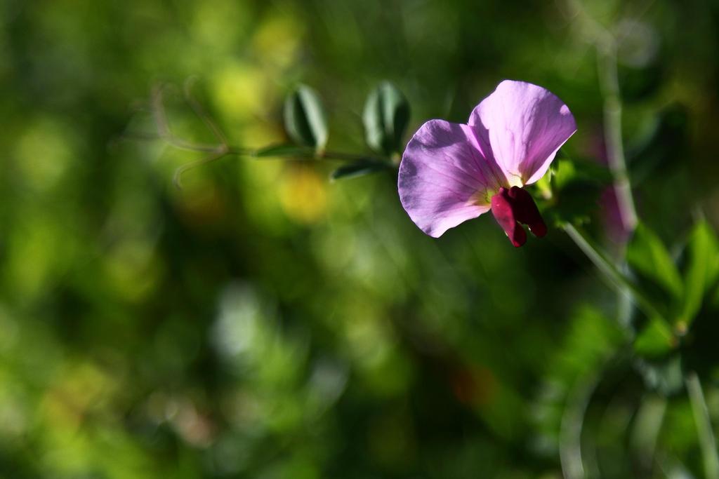 Αγριομπίζελο (Tetragonolobus purpureus) Ποώδες ετήσιο φυτό, νάνος ή αναρριχώμενο.