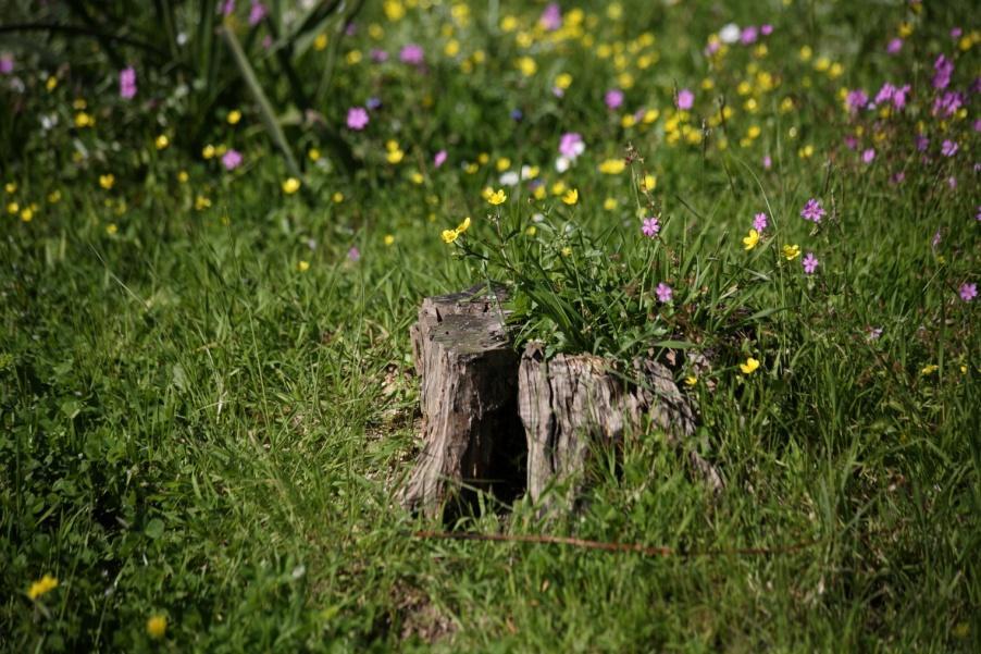 Μάθαμε γιατί η Ελλάδα έχει πλούσια χλωρίδα αλλά και για την σπουδαιότητα της.