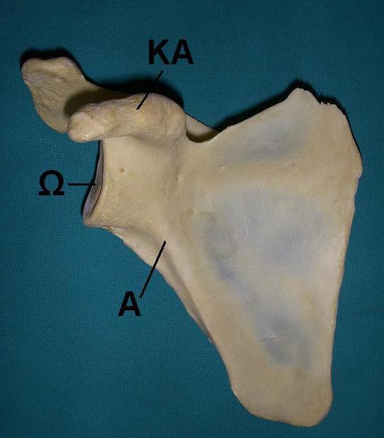 Εικ. 2. Η ωμοπλάτη σε πρόσθια όψη (αριστερά) και σε οπίσθια όψη (δεξιά). Σε πρόσθια όψη διακρίνεται η ωμογλήνη (Ω), η κορακοειδής απόφυση (ΚΑ) και η αντηρίδα.