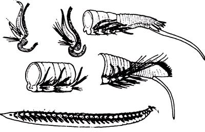 Σχ. 5. 41 Arenicolidae Σχ. 5. 40 Lumbrinereidae Σχ. 5. 42 Opheliidae Σχ.