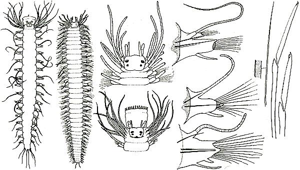 Amphinomidae  47