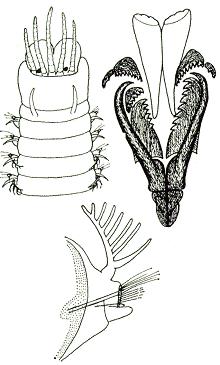 Dorvileidae  48 α