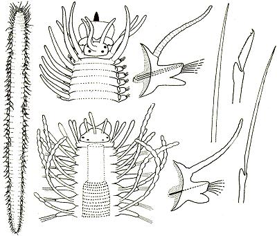 Syllidae  50