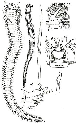 Amphictenidae  52