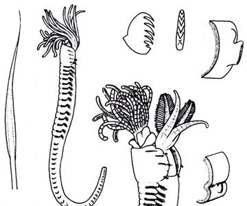Sabellidae  55