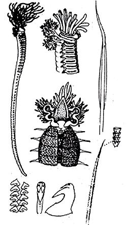 Cirratulidae  56