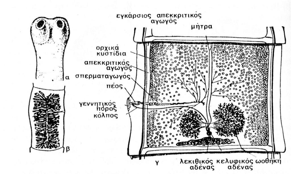 1.1.4 Ομοταξία Κεστώδεις (Σχ. 5.6) Αποκλειστικά παρασιτικοί Πλατυέλμινθες. Το σώμα τους αποτελείται από πολλά όμοια τμήματα τις προγλωτίδες.