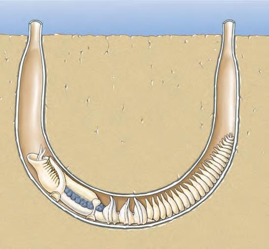 , 14 th Edition) Chaetopterus (πηγή: Hickman et al.