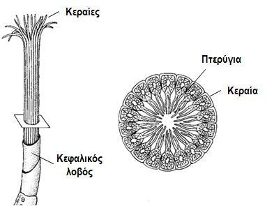 2.1.1 Ομοταξία: Πολύχαιτοι Κλάδος: Σιβογλινίδες (Πωγωνοφόρα, 150 είδη) - Θαλάσσιες μορφές (διάμετρος < 1 mm και μήκος 10-75 cm) στη ιλύ των ωκεανών (βάθος 100 10000 m).