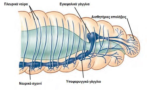 2.1.2 Ομοταξία: Ολιγόχαιτοι (γεωσκώληκες & σκώληκες του γλυκού νερού, >3000 είδη) Νευρικό σύστημα και Αισθητήρια Όργανα - Φέρουν κεντρικό σύστημα (ζεύγος εγκεφαλικών γαγγλίων, ζεύγος συνδετικών