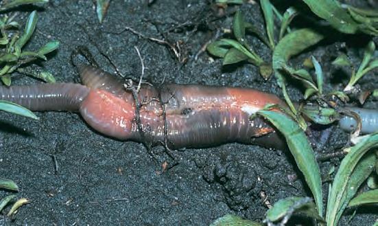 9-15 στο είδος Lumbricus terrestris).