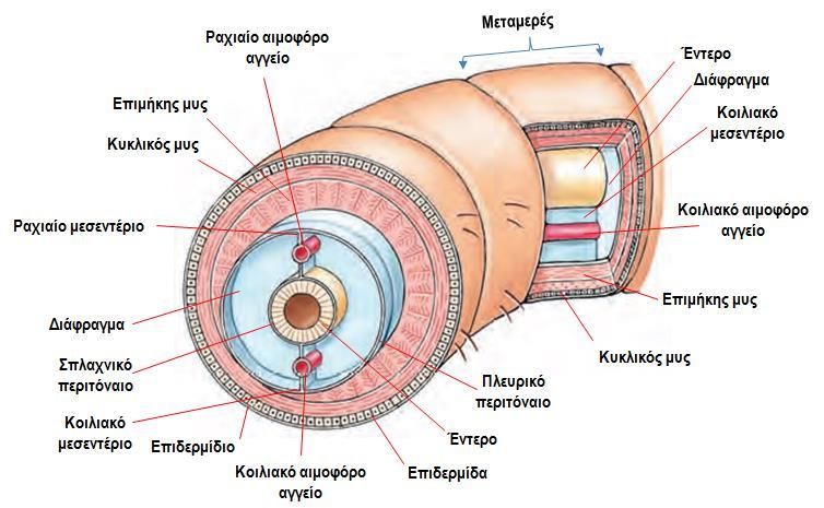 Γενικά χαρακτηριστικά του φύλου Σχέδιο Οργάνωσης του Σώματος - Το τοίχωμα των σωματικών μεταμερών επενδύονται από το περιτόναιο (μεσοδερμικό επιθήλιο), το οποίο σχηματίζει ραχιαία και κοιλιακά