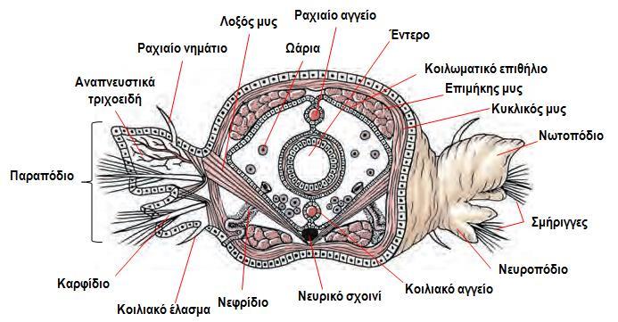 μεταβάλλουν το μήκος του σώματος) - Φέρουν εξωτερική χιτινώδη στιβάδα (επιδερμίδιο) που περιβάλλει την επιδερμίδα και ζεύγη επιδερμικών σμηρίγγων - Πεπτικό σύστημα χωρίς μεταμέρεια (διατρέχει όλο το