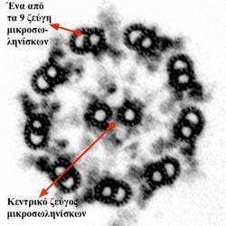 Δυναμική αστάθεια μικροσωληνίσκων Μόλις ο μικροσωληνίσκος εμπυρηνωθεί, το συν άκρο αρχίζει να πολυμερίζεται ταχύτατα με προσθήκη υπομονάδων.