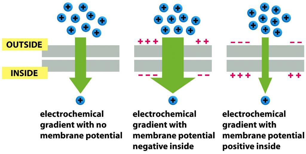 Ηλεκτροχημική Βαθμίδωση ( κλίση): βαθμίδωση της συγκέντρωσης ενός φορτισμένου μορίου συνυπολογίζοντας και την διαφορά δυναμικού μεταξύ των δύο