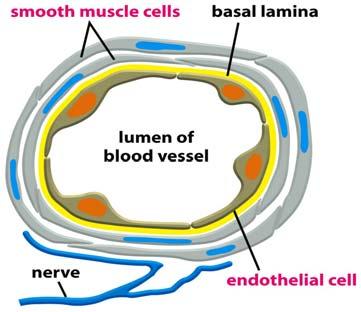 αγγείου: ΤΟΠΙΚΟΣ ΙΑΜΕΣΟΛΑΒΗΤΗΣ ΙΑΜΕΣΟΛΑΒΗΤΗΣ (χρόνος ημιζωής 5-10sec) Λεία μυϊκά κύτταρα Βασικός υμένας Ενδοκυττάριος