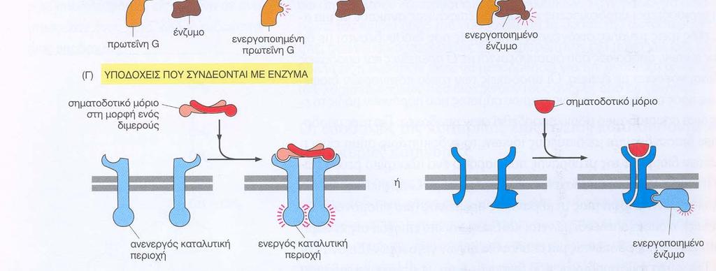 υπομονάδας της μεμβρανικής G- πρωτεΐνης, η οποία διαχέεται στο επίπεδο της κυτ.