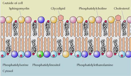 Οι ιδιότητες της κυτταρικής μεμβράνης συνδέονται άμεσα με τις ιδιότητες της λιπιδικής διπλοστοιβάδας, οι ιδιότητες της οποίας απορρέουν από τις ιδιότητες των λιπιδίων που την απαρτίζουν.