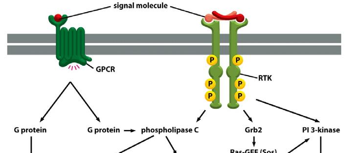 4 παράλληλοι σηματοδοτικές οδοί & οι μεταξύ των διασυνδέσεις Υποδοχείς G που διασυνδέονται με G- πρωτεΐνες,