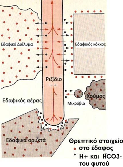 Περιβαλλοντικοί παράγοντες: θερμοκρασία της ατμόσφαιρας υγρασία της ατμόσφαιρας άνεμοι Παράγοντες που σχετίζονται με τη μορφολογία του φυτού: το είδος του φυτού ο αριθμός των στομάτων ανά τ.εκ.