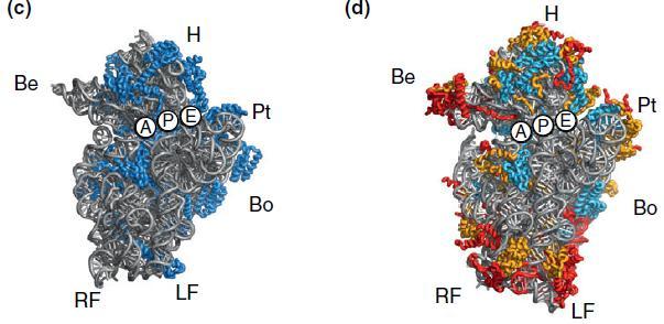 Με την βοήθεια κρυοηλεκτρονικής μικροσκοπίας έχει απεικονιστεί η δομή του ριβοσώματος σε βακτήρια και ευκάρυα.
