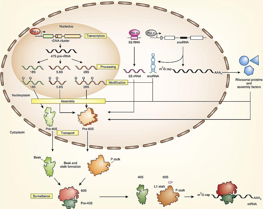 ii) Επεξεργασία των πρόδρομων rrnas iii) Ομοιοπολική τροποποίηση pre-rnas, RPs, AFs iv) Συγκρότηση v) Μεταφορά(πυρηνική εισαγωγή RPs, AFs, περιαγωγή των προ-ριβοσωμάτων μέσω του πυρινίσκου και του