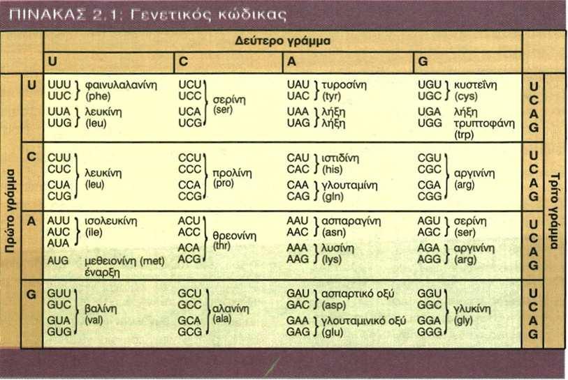 Γενετικός κώδικας Γενετικό κώδικα ονομάζουμε τον κώδικα αντιστοίχισης νουκλεοτιδίων mrna με αμινοξέα πρωτεϊνών.