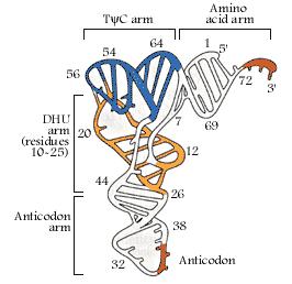 trna Κάθε μόριο trna διαθέτει: μία τριπλέτα νουκλεοτιδίων, το αντικωδικόνιο, με την οποία προσδένεται