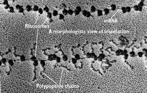 Μία «οικονομική» διαδικασία Πολλά μόρια mrna μπορούν να μεταγράφονται από ένα μόνο γονίδιο.