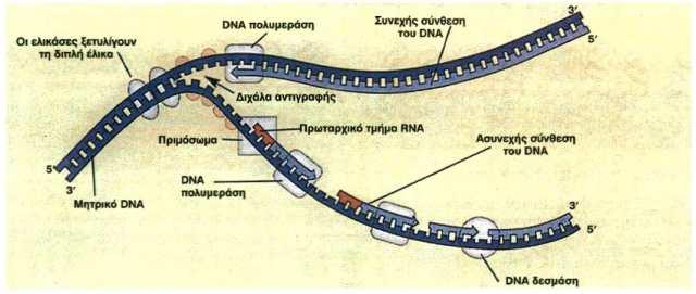 Αντιγραφή του DNA Βήμα 3 ο Οι DNA πολυμεράσες λειτουργούν μόνο προς μία κατεύθυνση. Μπορούν να τοποθετήσουν νουκλεοτίδια μόνο στο 3 ελεύθερο άκρο της δεοξυριβόζης του τελευταίου νουκλεοτιδίου.