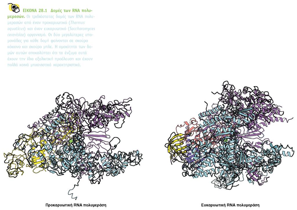 Η σύνθεση του RNA (μεταγραφή) συνοπτικά Καταλύεται από ένα μεγάλο ένζυμο: RNA πολυμεράση Μηχανισμός σύνθεσης: παρόμοιος σε