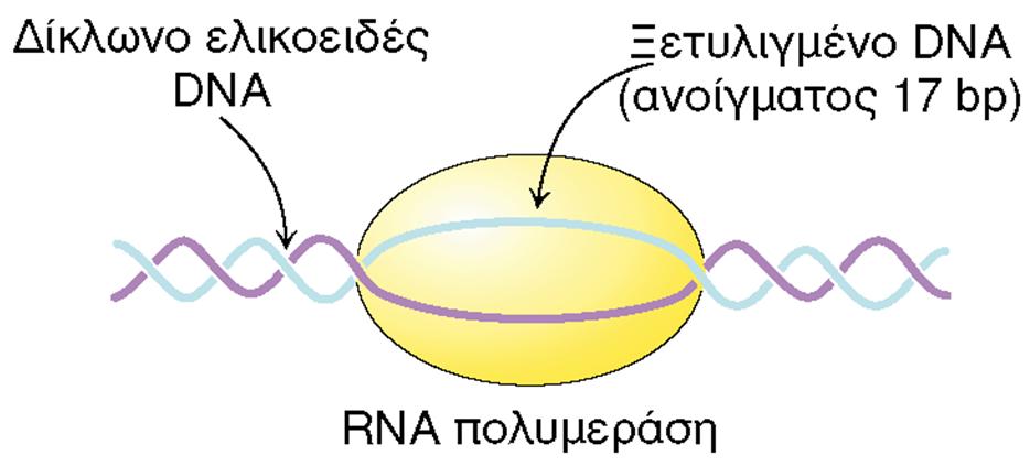 Η RNA πολυμεράση έχει και δραστικότητα ελικάσης Μετά τη δέσμευση της RNA πολυμεράσης στην περιοχή του προαγωγού, το DNA πρέπει να αποδιαταχθεί, ώστε να αρχίσει σύνθεση RNA Εικόνα 28.