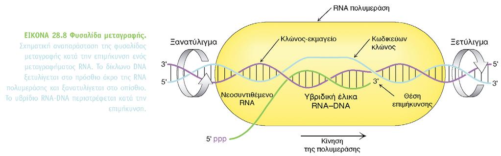 Η φυσαλίδα της μεταγραφής (το στάδιο της επιμήκυνσης) Το στάδιο της επιμήκυνσης αρχίζει μετά το σχηματισμό του πρώτου φωσφοδιστερικού δεσμού.