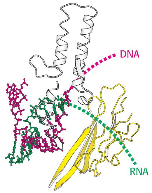 Η ταχύτητα της μεταγραφής Το νεοσυντιθέμενο RNA σχηματίζει υβριδική έλικα έκτασης 8 bp με τον κλώνο-εκμαγείο.