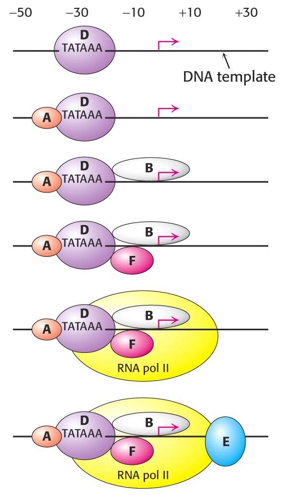 Η συναρμολόγηση του ενεργού συμπλόκου μεταγραφής στους ευκαρυωτικούς προαγωγούς Η RNA πολ ΙΙ, οδηγείται στη