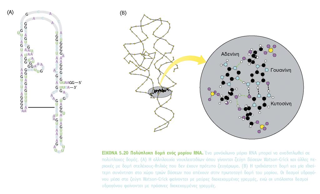 Πολύπλοκη δομή ενός μορίου RNA Δευτεροταγής δομή μονόκλωνου RNA