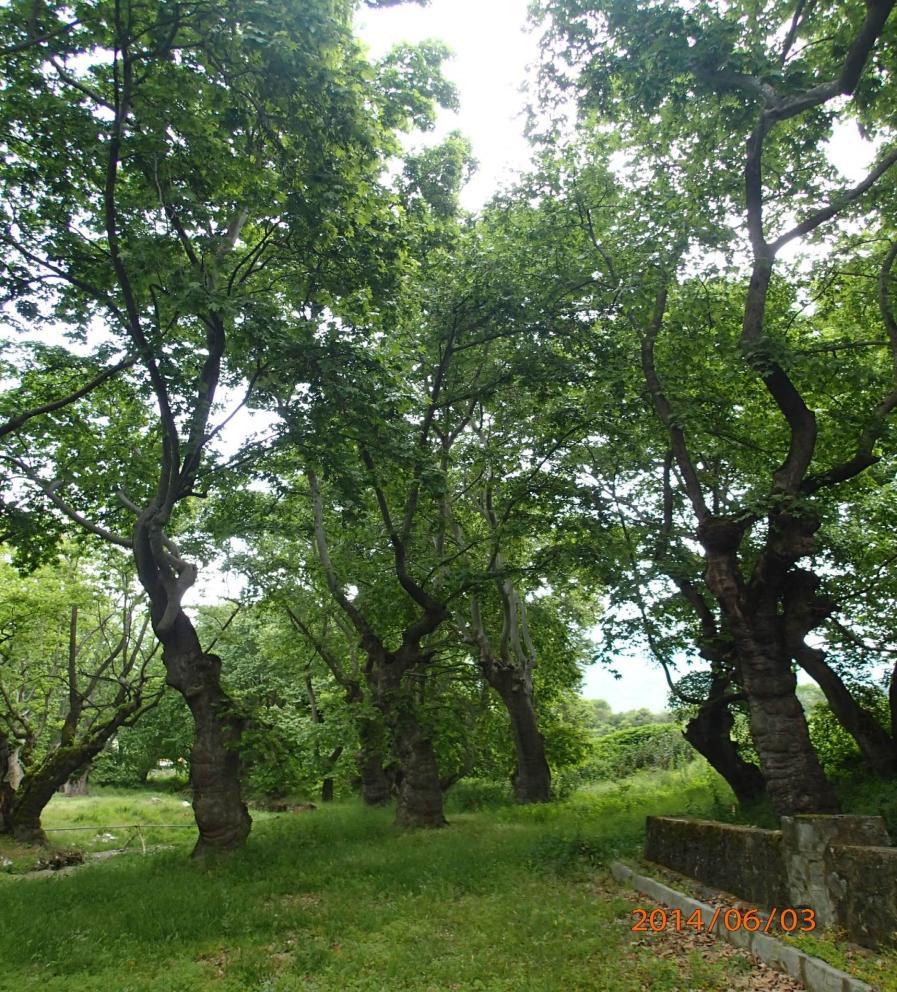 Το