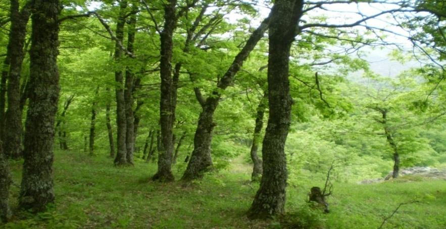 Διαχείριση των Δασών του Ολύμπου Η μέθοδος διαχείρισης που ακολουθεί για τα παραγωγικά δάση (παραγωγικά λέμε τα δάση που παράγουν ξυλεία άρα υπάρχει και οικονομικό αποτέλεσμα) είναι η καλύτερη στον