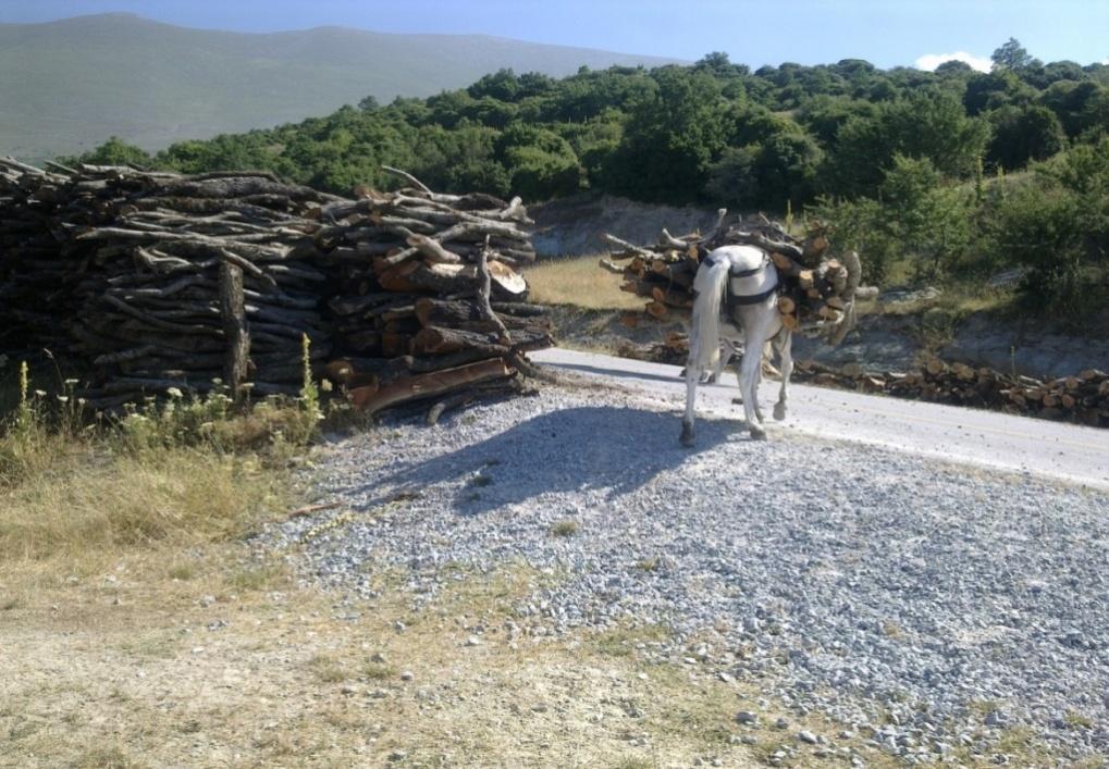 Τα ξύλα για χρήση προς καυσόξυλα μεταφέρονται