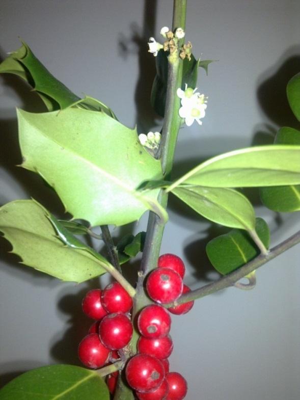 Το ilex aquifolium (αρκουδοπούρναρο) φύεται στα δάση του Ολύμπου.