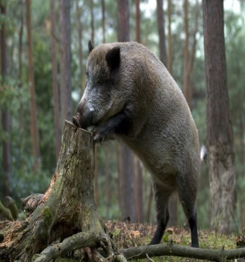 vulgaris),αρκούδα (Ursus arctos).