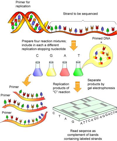 Αλληλούχιση (Sequencing): Τμήμα DNA(δίκλωνο, συγκεκριμένη κατεύθυνση, 5 και 3 άκρο). Όταν συντίθεται DNA οι δύο αλυσίδες διαχωρίζονται και νέες βάσεις προστίθενται στο 3 (κατεύθυνση σύνθεσης 5-3 ).