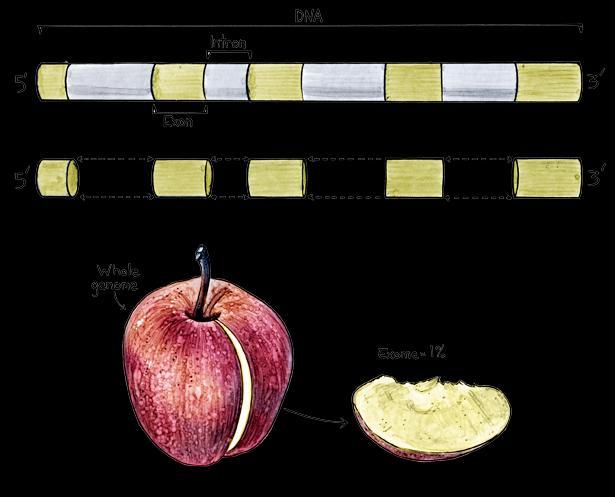 Exome sequencing DNA ~20,000 γονίδια, 23 ζευγάρια (46 χρωμοσώματα). Γονιδίωμα Αλληλούχιση.